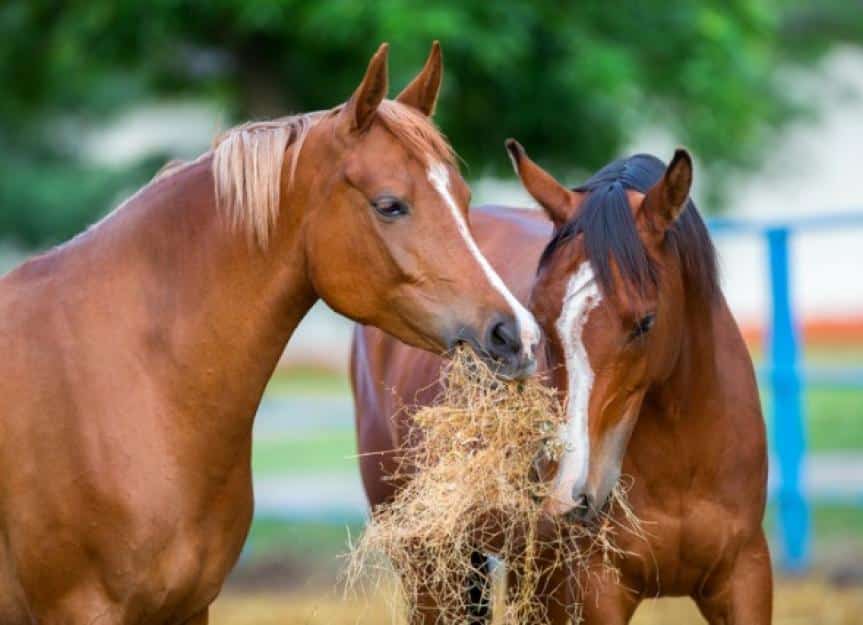 two arabian horses eating hay outdoor picture id513438822