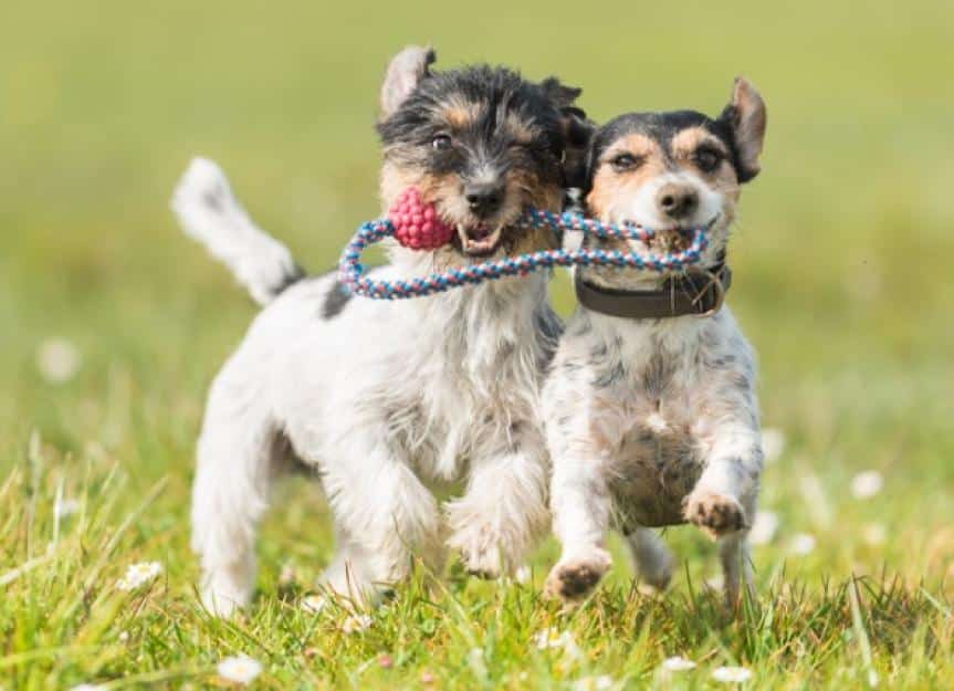 two cute friendly dogs are playing with a ball jack russell terrier picture id962135446