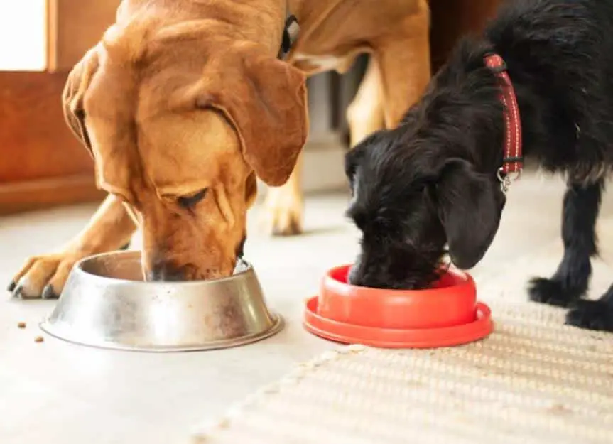 two dogs eating together from their food bowls