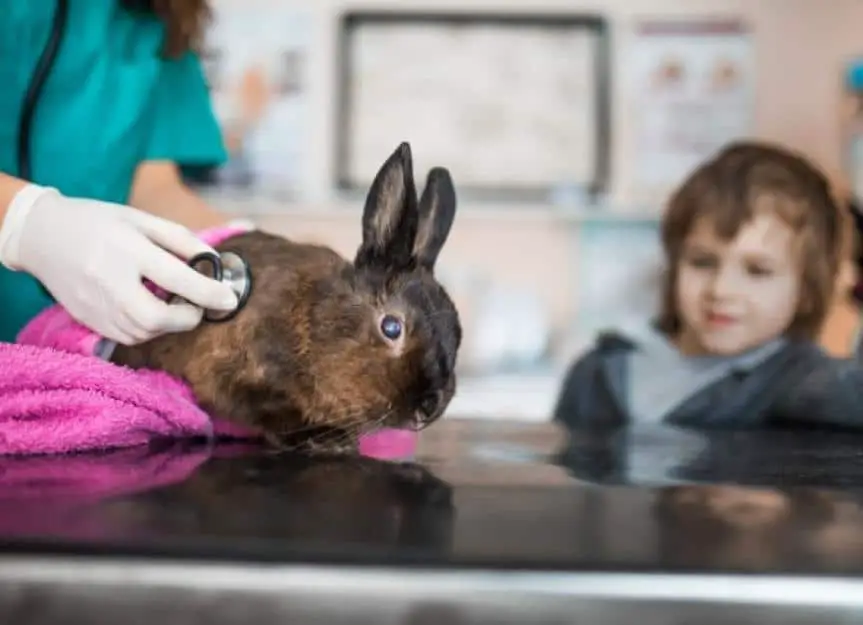 unrecognizable vet listening to rabbits heartbeat at animal hospital picture id941255956