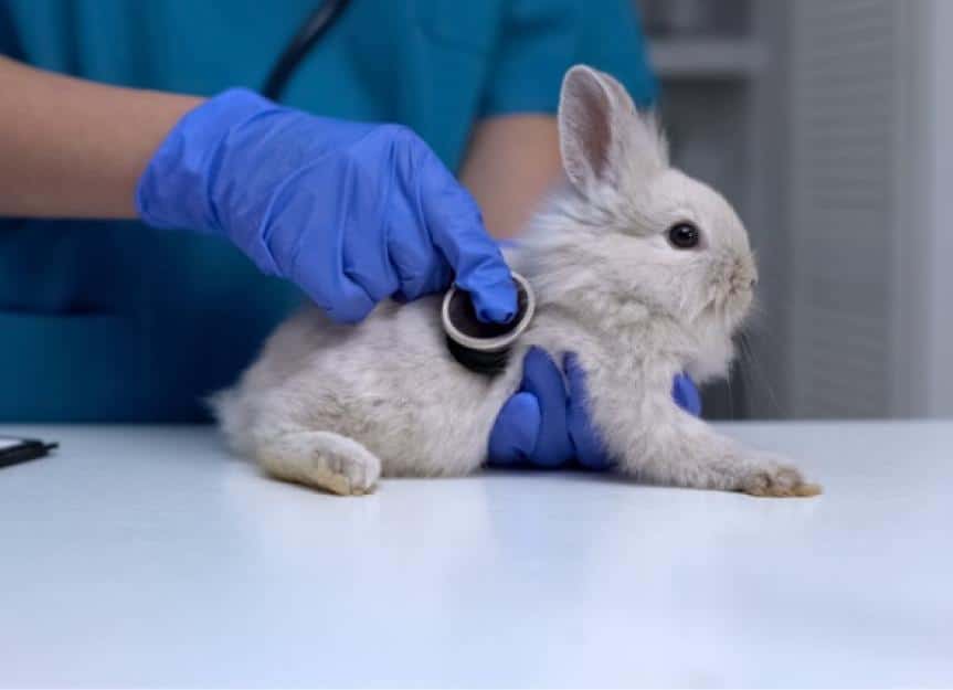 vet listening rabbit stomach with stethoscope diagnosing digestive picture id1175584487
