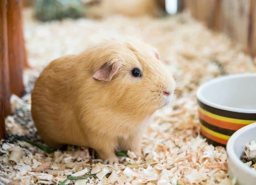 vitamin c deficiency guinea pigs