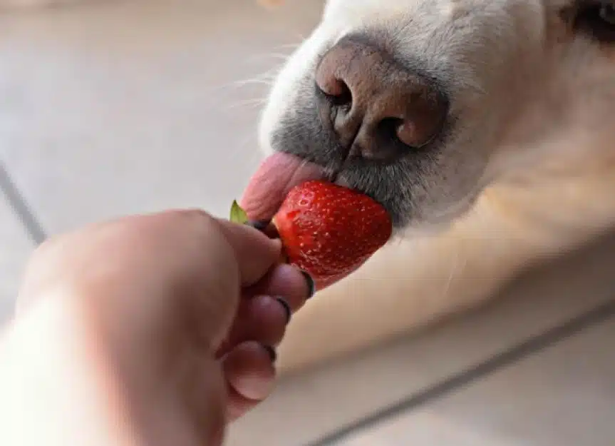 white labrador retriever dog eating a strawberry fruit from owners picture id994112744