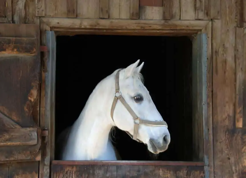 white.horse