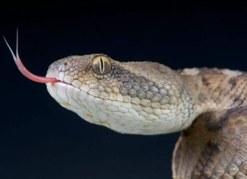 why snakes use their tongue