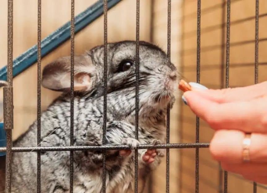 woman gives a nut to her beloved chinchilla chinchilla sitting in a picture id1315696293