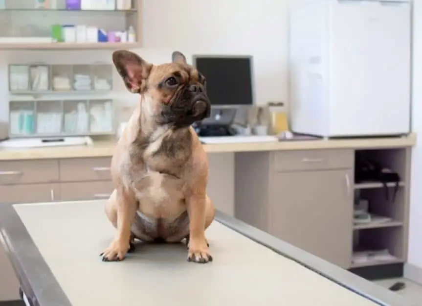 young frenchie at vet office