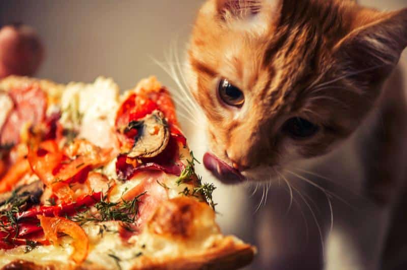 320749 800x532 cat and pizza