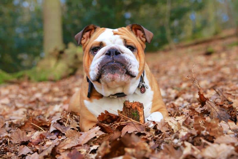 323488 800x533 english bulldog with fall leaves