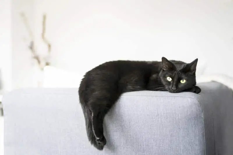 323852 800x533 black cat on the couch
