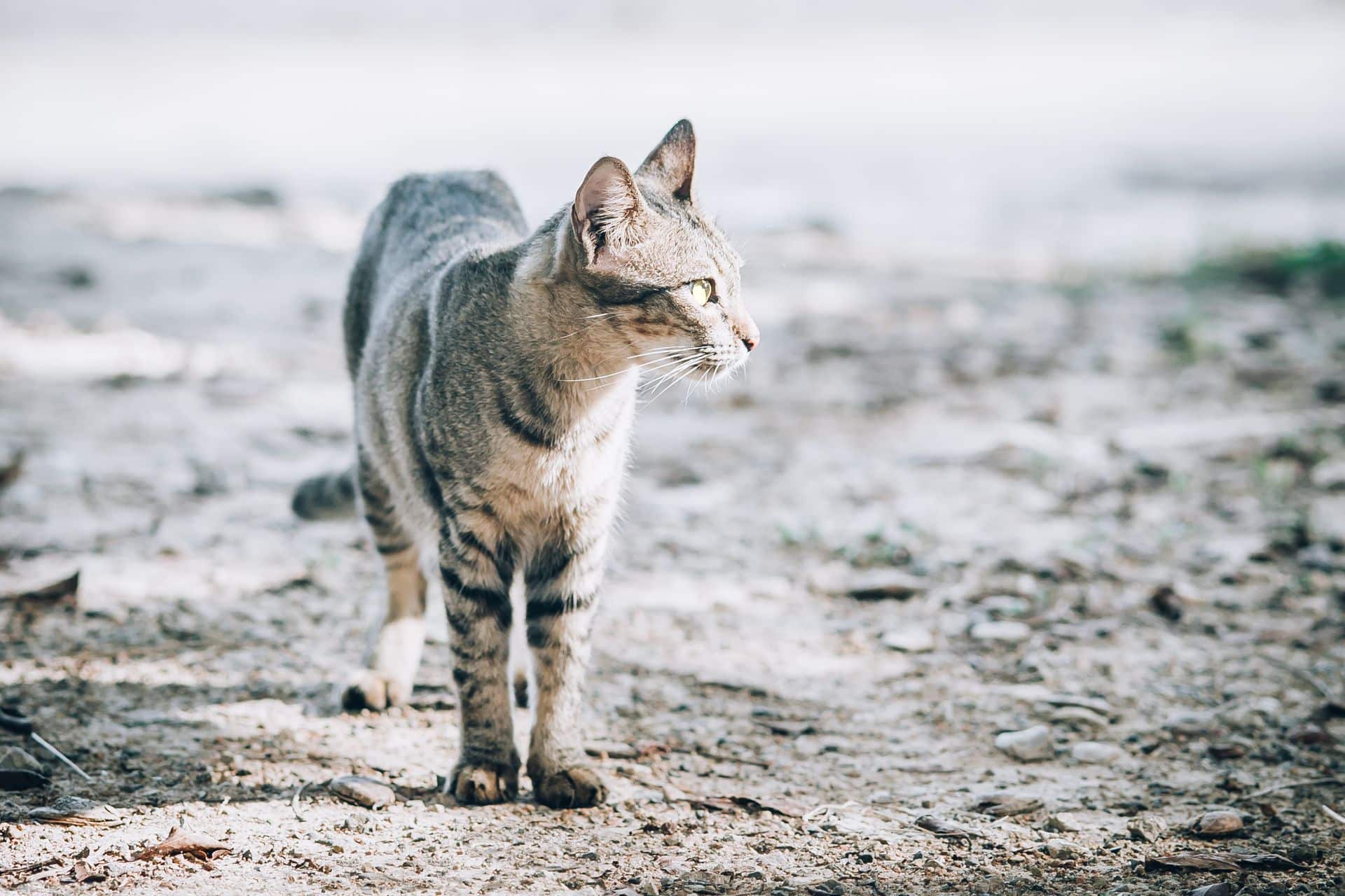 Rettung Von Streunerkatzen: Wie Sie Ihrer Gemeinde Helfen Können Pet YOLO