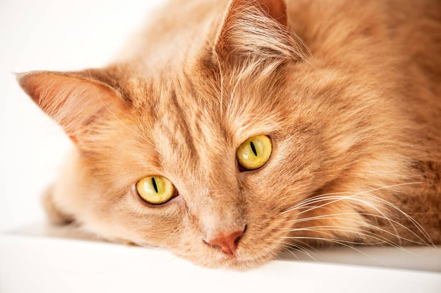 Warum Markiert Meine Kastrierte Katze? Pet YOLO