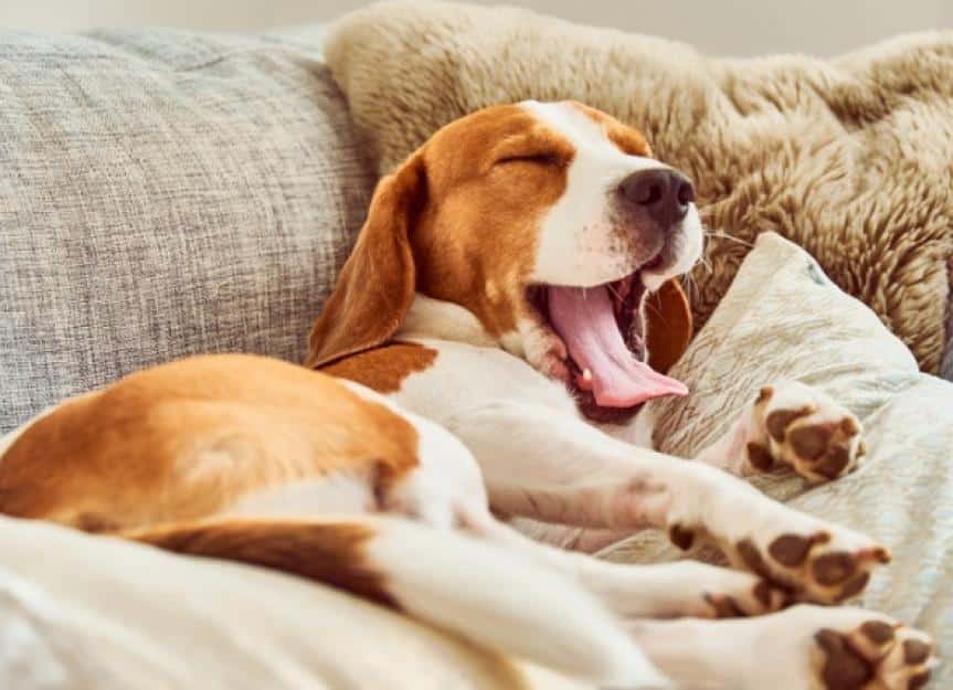 beagle tired sleeping on couch yawning picture id1135151062
