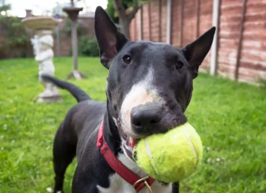 black and white english bullterrier playing fetch picture id539451786