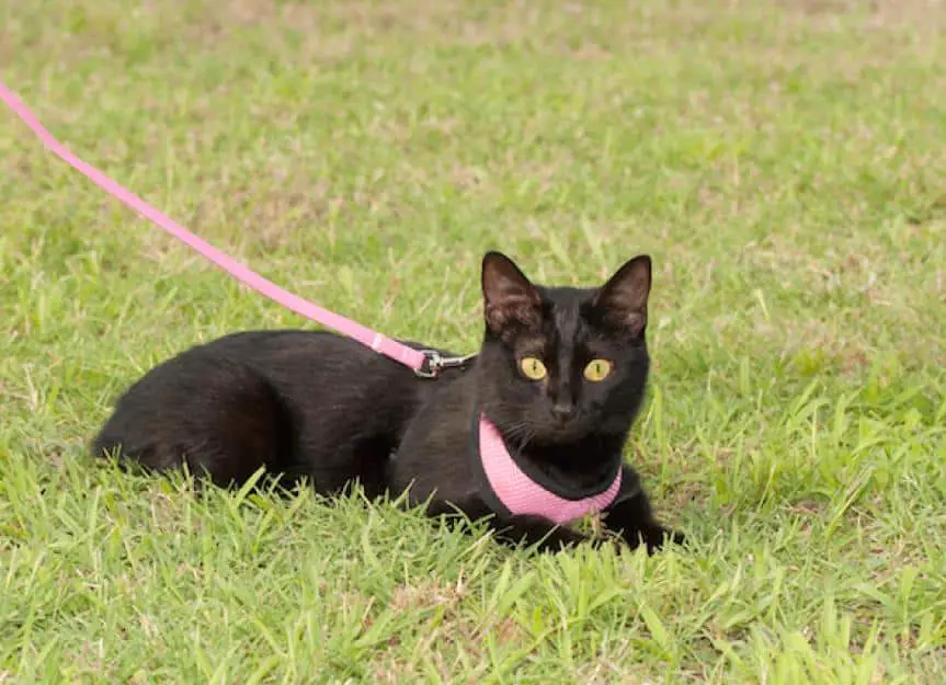 black cat on leash harness 218642017 0