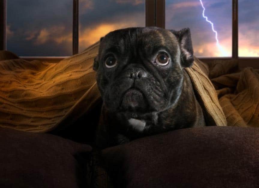black dog hiding under sheets inside during thunderstorm