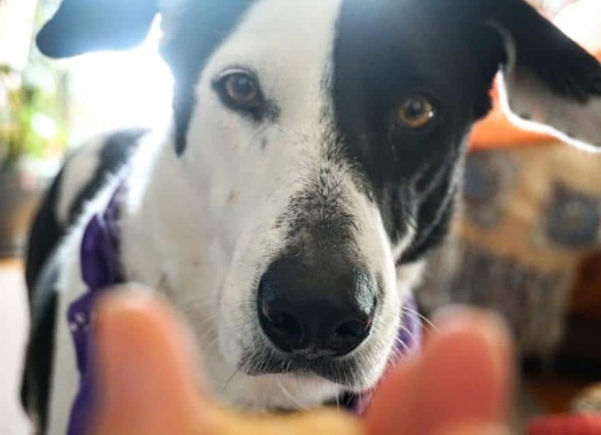 border collie staring at the treat picture id1132608618
