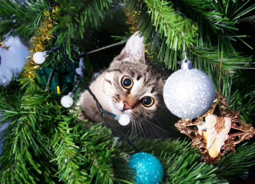 cat on christmas tree naughty kitten new year picture id637395164