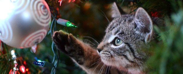 cats and christmas trees large