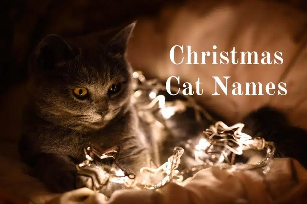 christmas cat names