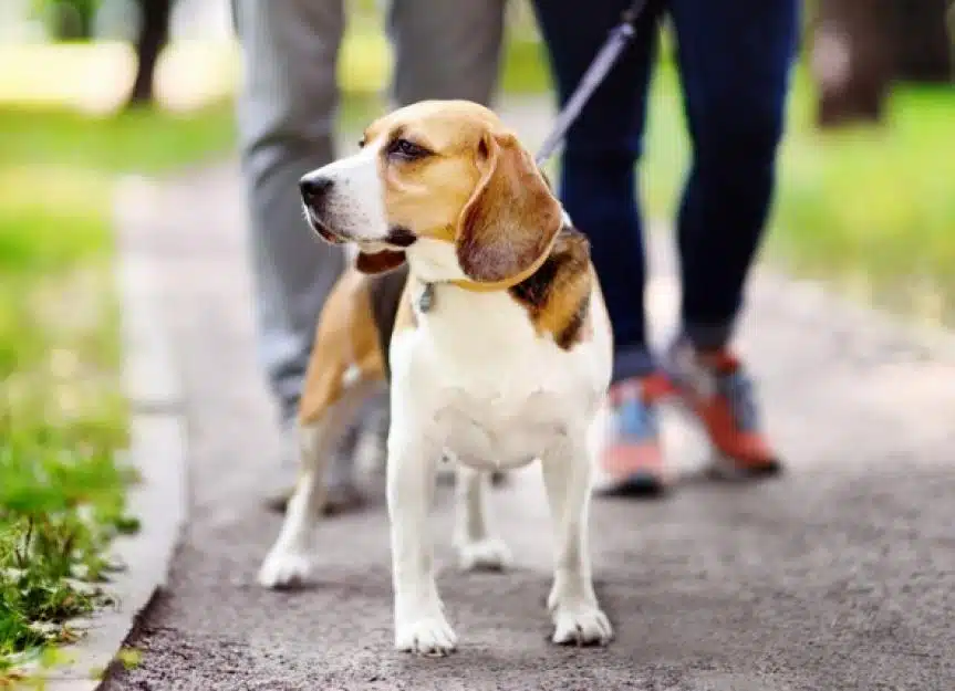 couple walking with beagle dog wearing in collar and leash in the picture id857996324