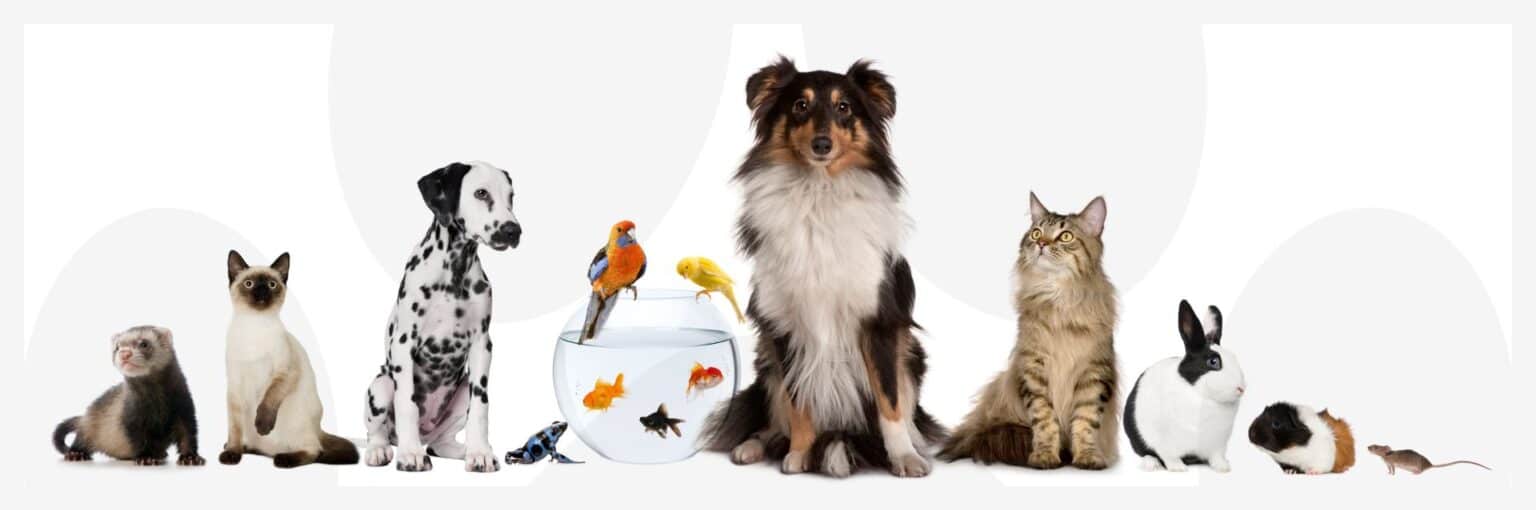 Solensia Für Katzen Übersicht, Dosierung Und Nebenwirkungen Pet Yolo Pet YOLO