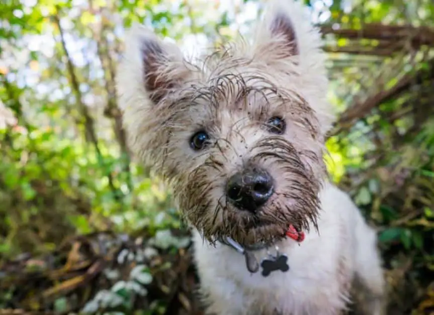 dirty west highland terrier westie dog with muddy face outdoors in picture id982496942
