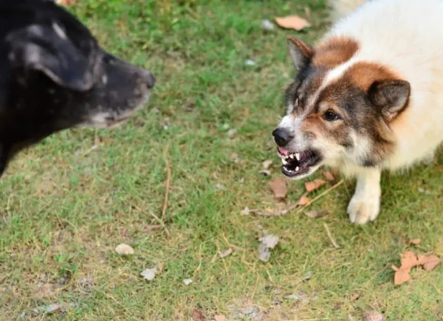 dog aggressive towards other dogs