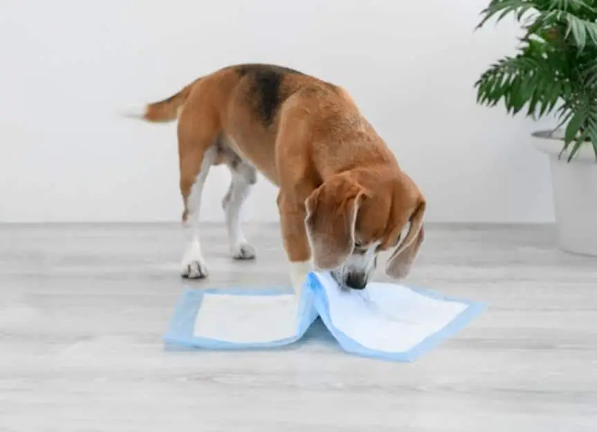 dog tearing up a disposable dog diaper on the