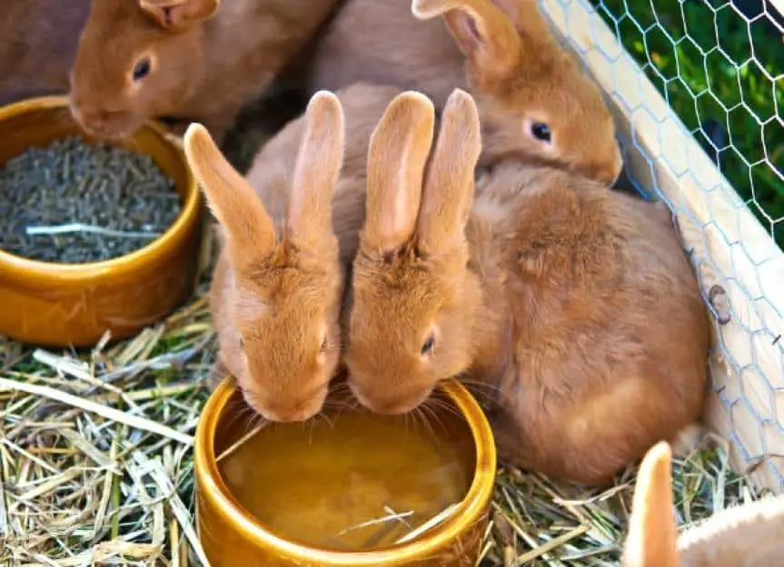 excess urine excess thirst rabbits