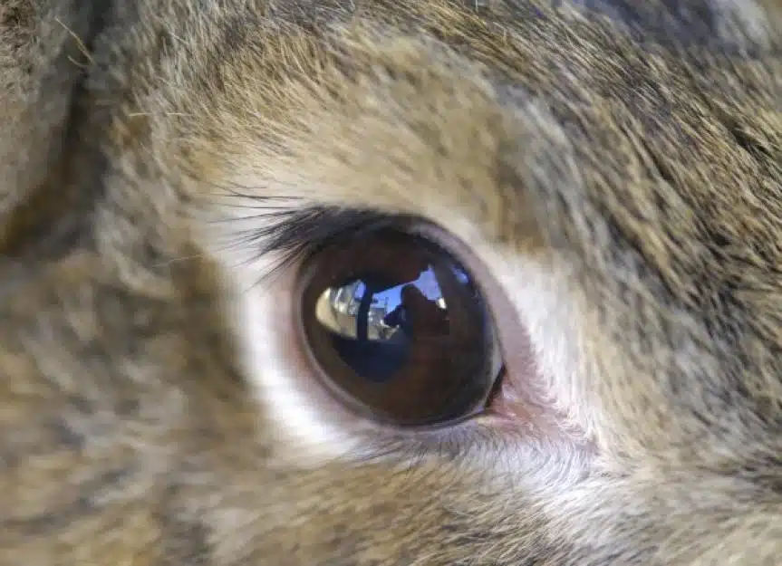 eye inflammation rabbits