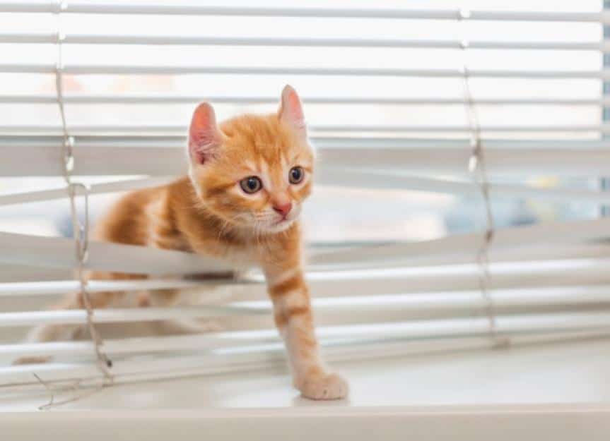 orange kitten climbing through blinds