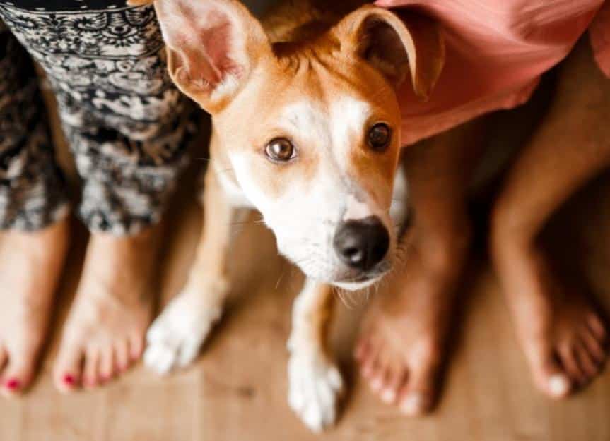 puppy sitting on owners feet