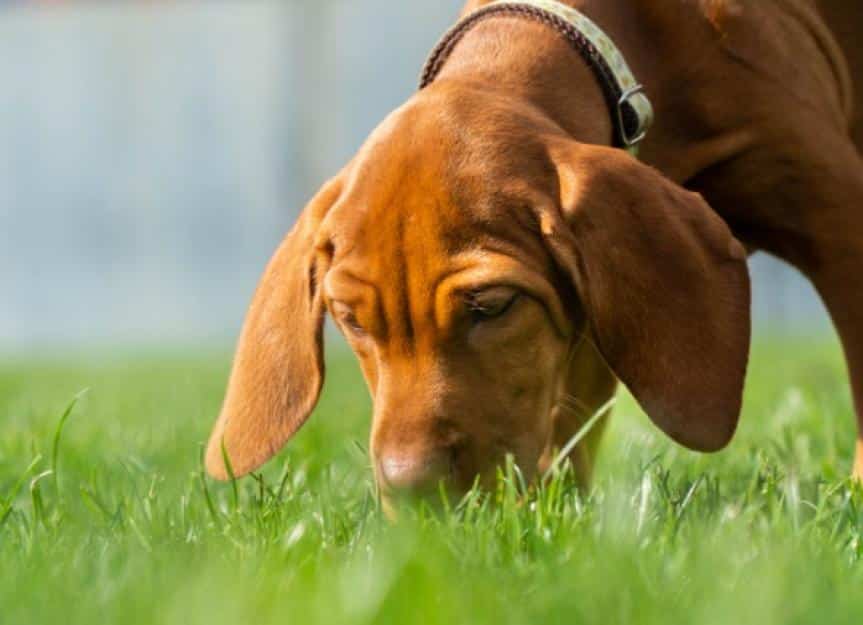 puppy sniffing the grass