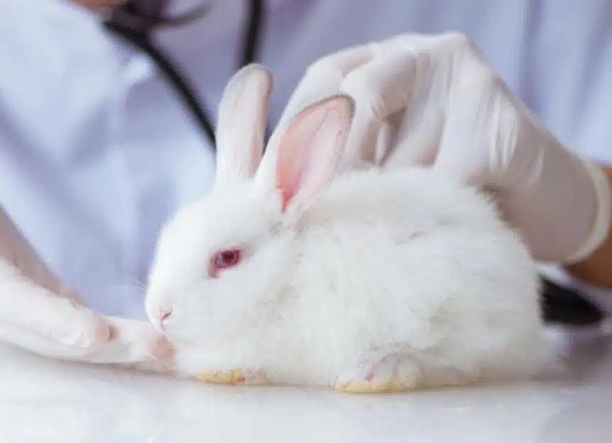 rabbit common illnesses 744469711