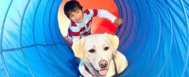 service dogs for autistic children large43332a7932836e0c9fadff0000838b2d