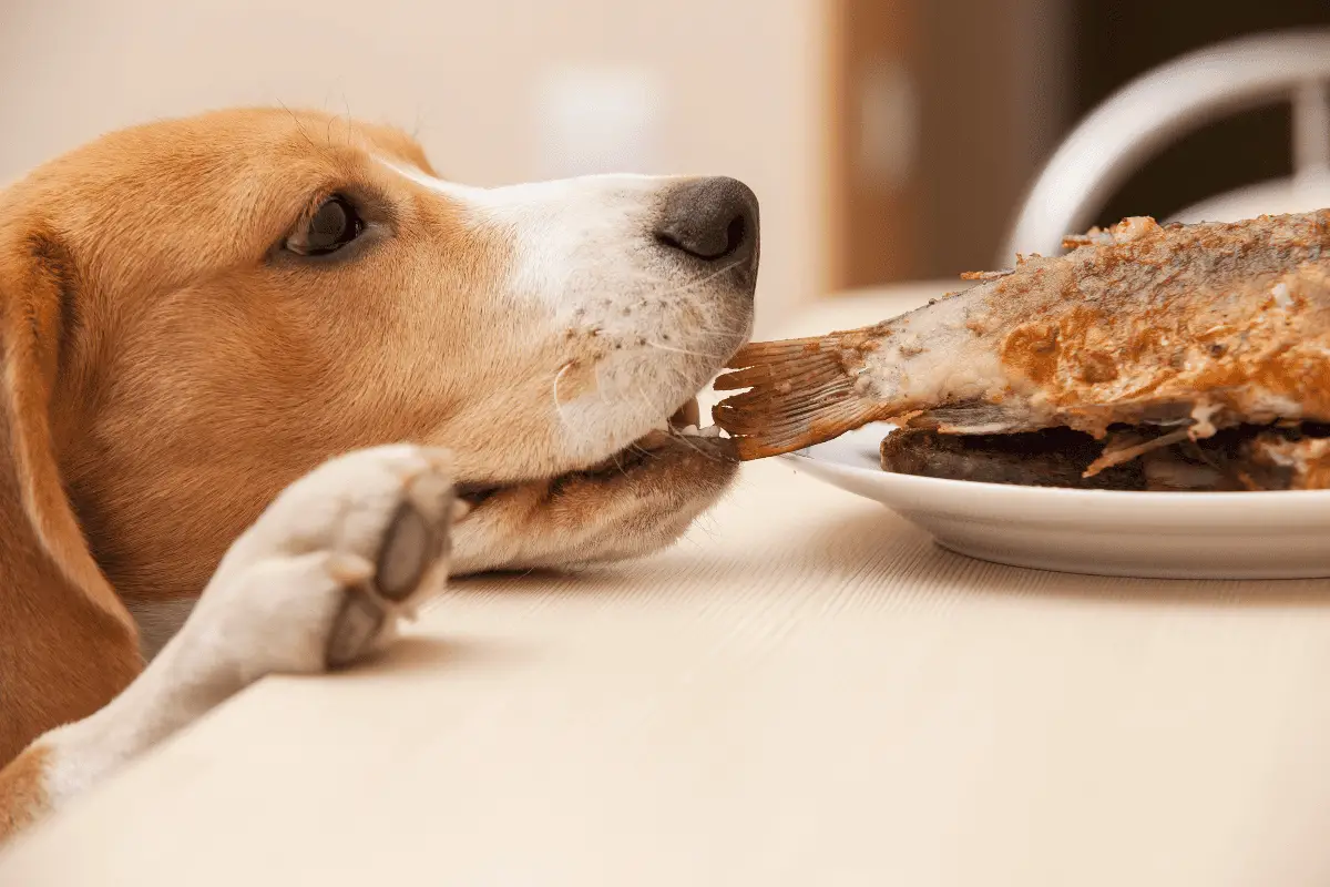 Riecht Der Atem Ihres Hundes Nach Fisch? Pet YOLO