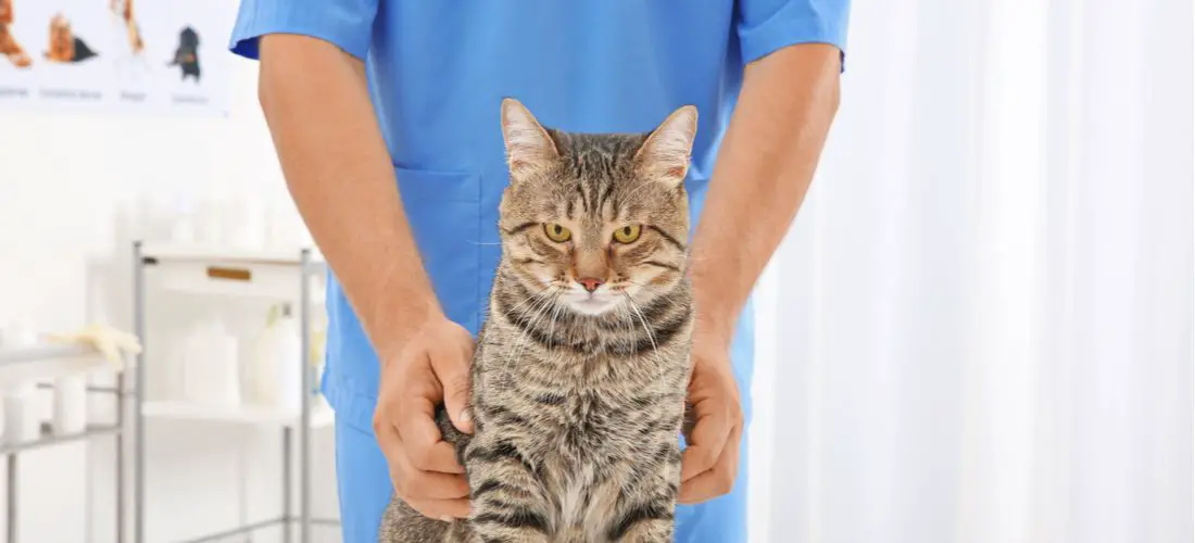 Wie Man Flüssigkeit In Der Lunge Einer Katze Erkennt Pet Yolo Pet YOLO