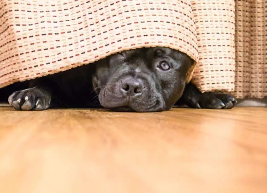 staffordshire bull terrier hding under bed 0