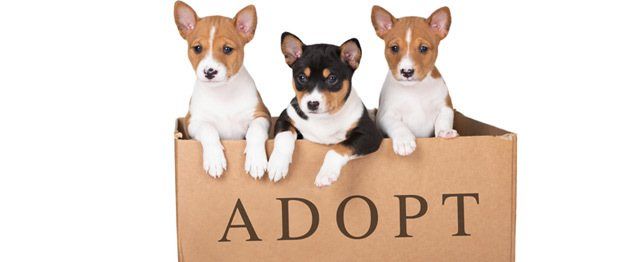 things to know before adopting a dog large