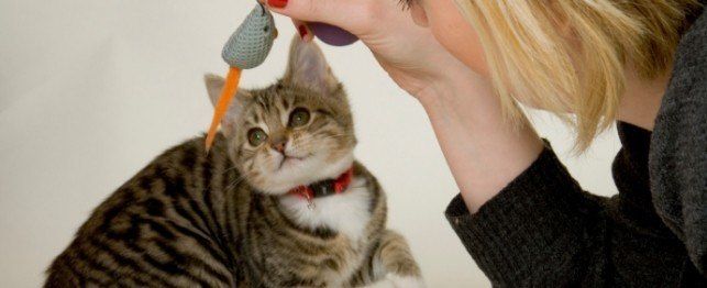tips to help you train your kitten