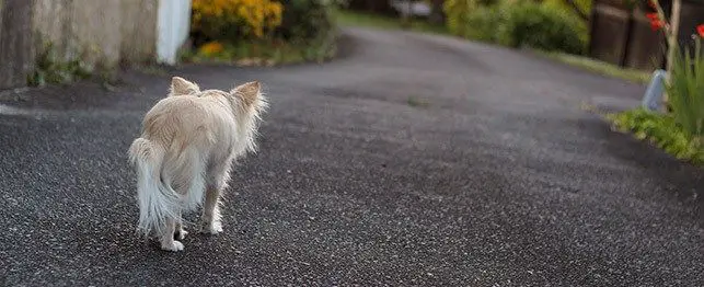 what to do when your dog runs away large