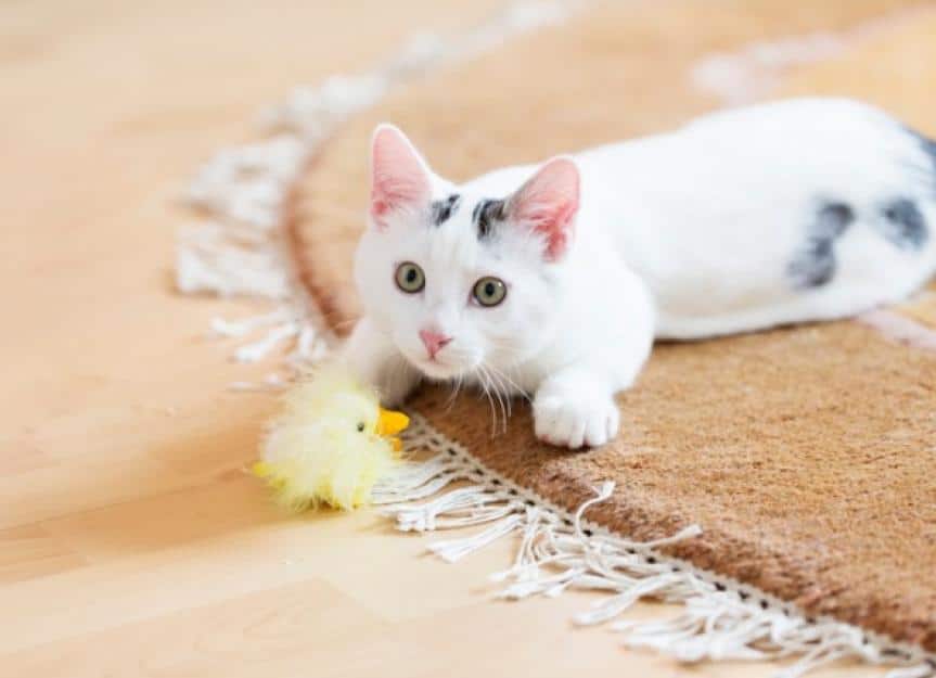young white cat with toy