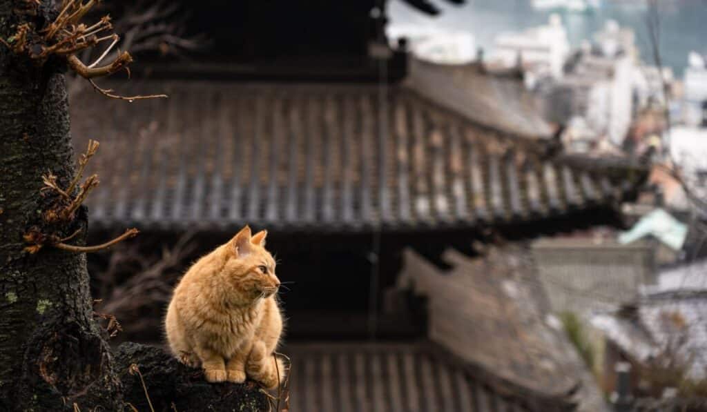 JAPANESE CUTE CAT compressed