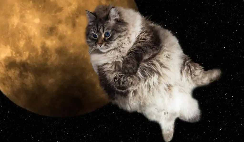 Space Cat 1