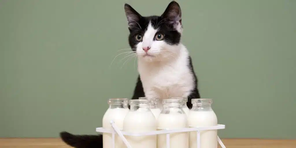 cat and almond milk compressed