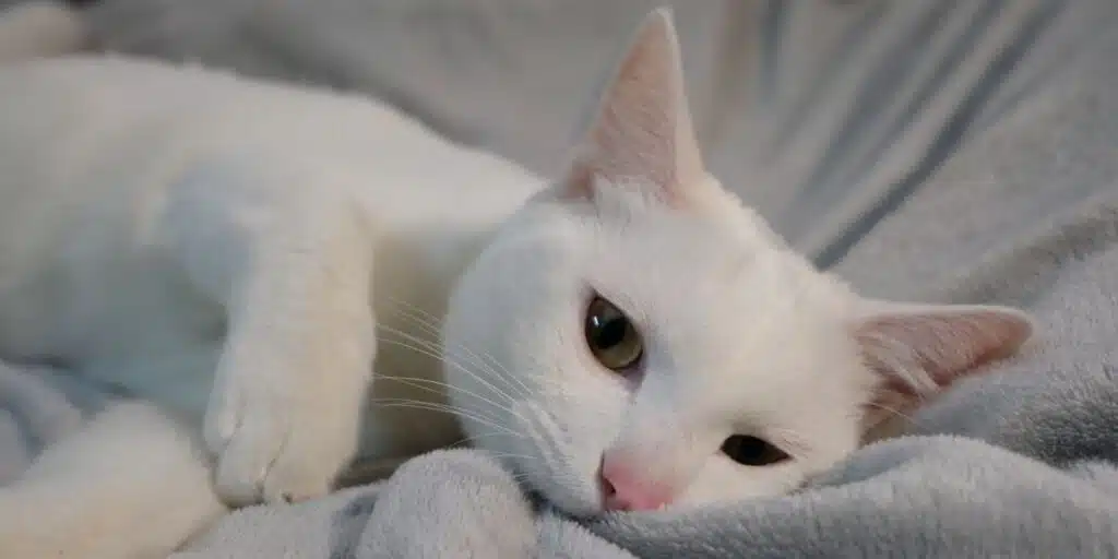 cat bite blanket compressed