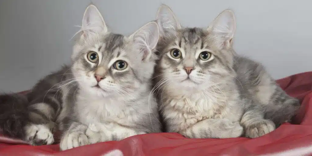 twin cat compressed
