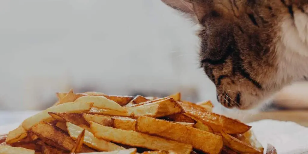 Can Cats Eat French Fries compressed