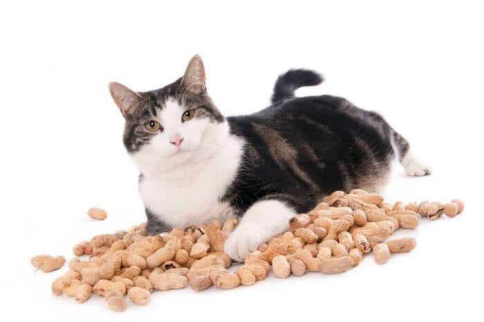 Can Cats Eat Peanuts